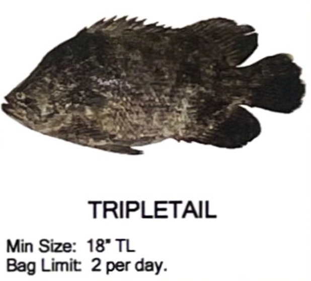 Tripletail