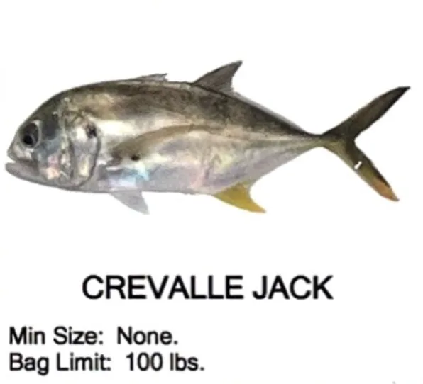 Crevalle Jack