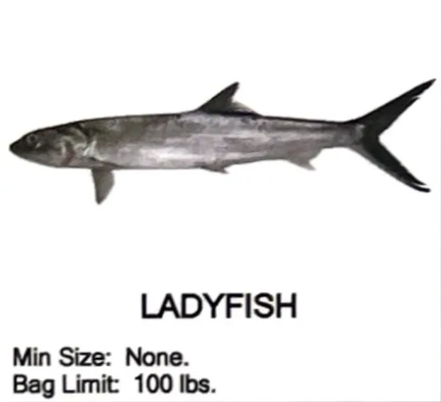 Ladyfish