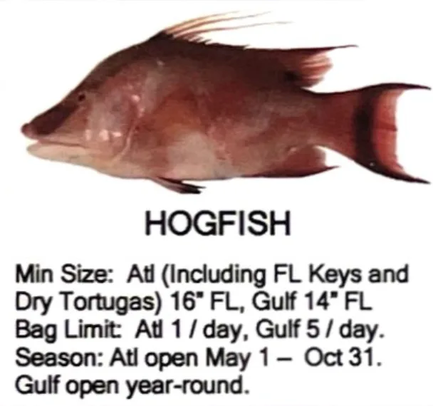 Hogfish