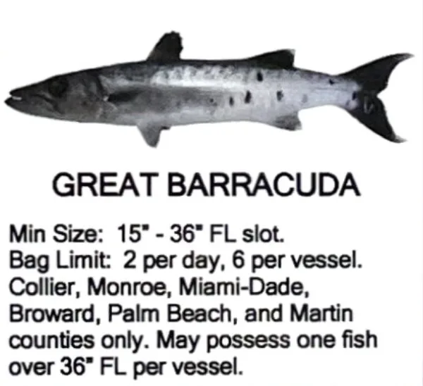 Great Barracuda