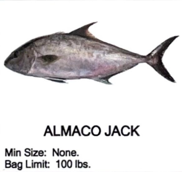 Almaco Jack