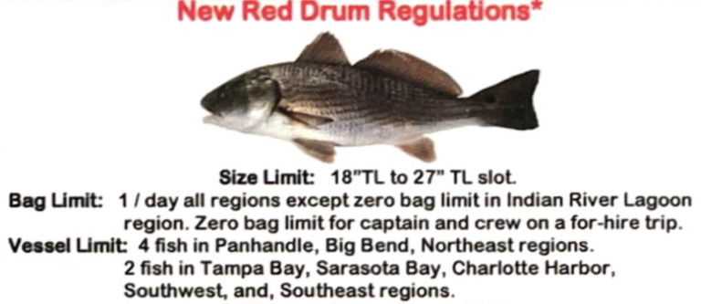 Red Drum