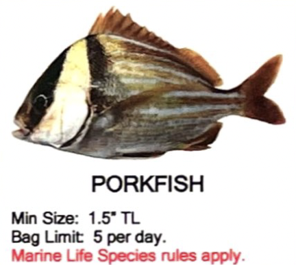 Porkfish