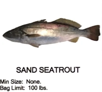 Sand Seatrout