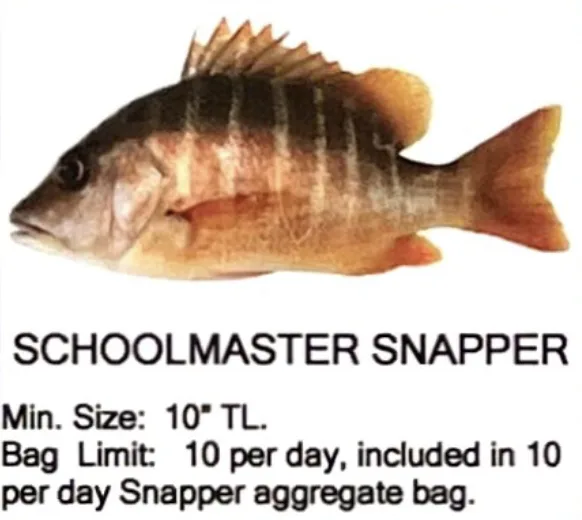 Schoolmaster Snapper