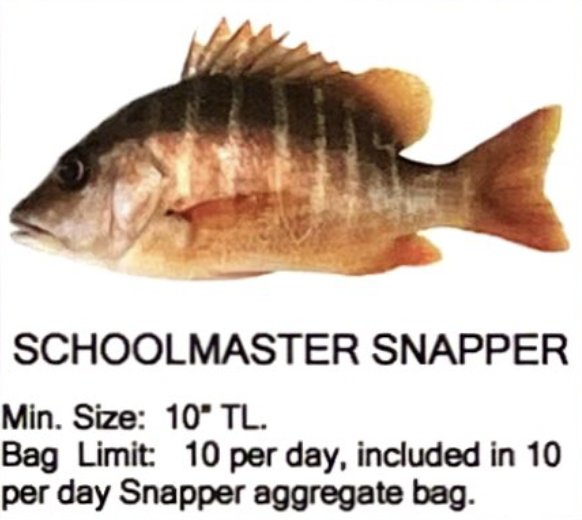 Schoolmaster Snapper