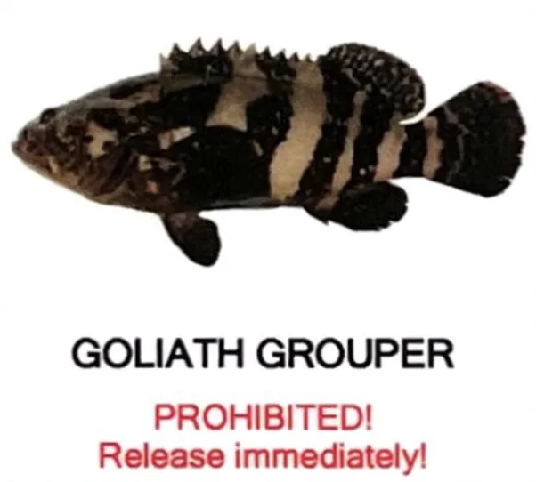 Goliath Grouper