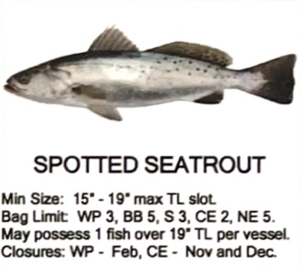 Spotted Seatrout