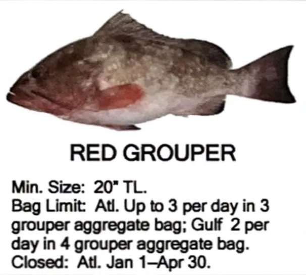 Red Grouper