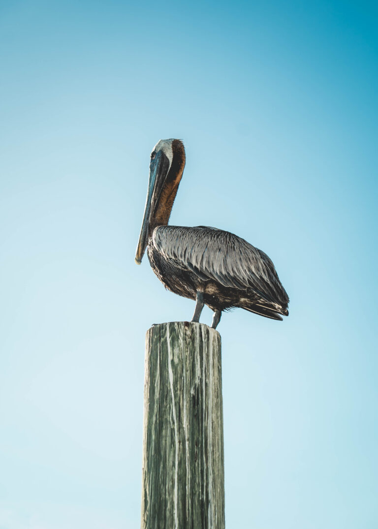 Clearwater Beach: A Premier Destination for Tourists and Sun Seekers