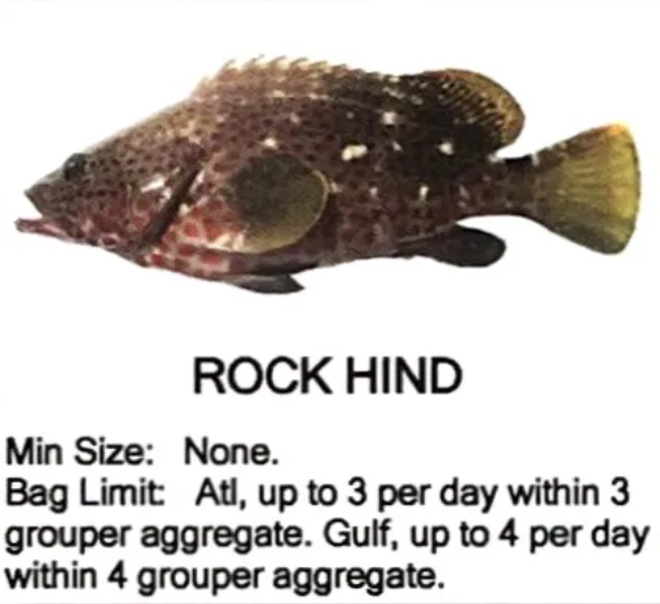 Rock Hind