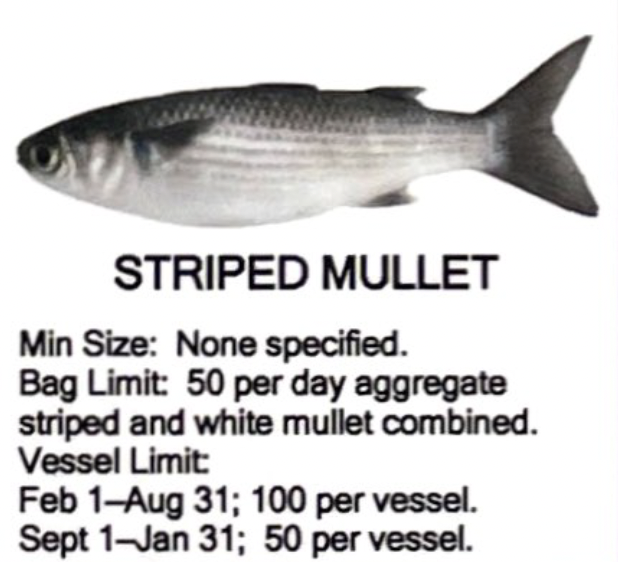 Striped Mullet