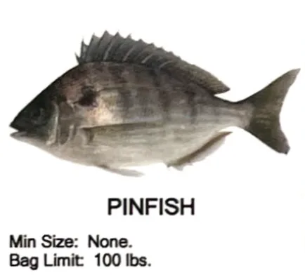 Pinfish