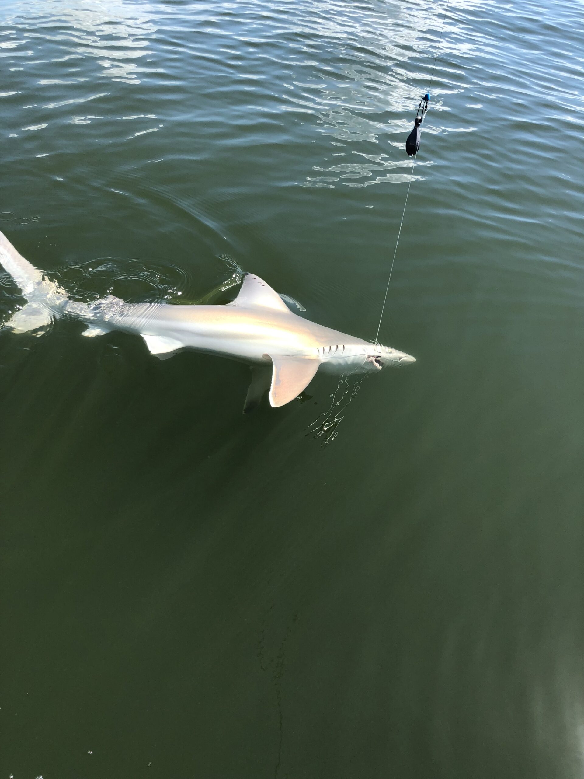 Sharks on Clearwater Beach: Your Ultimate Guide