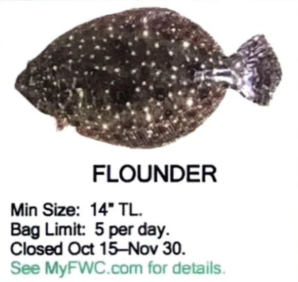 Flounder