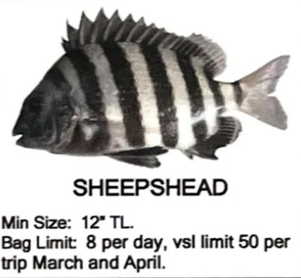 Sheepshead