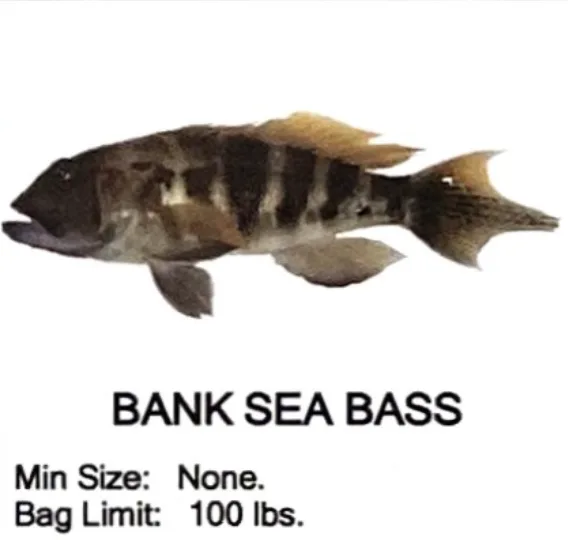 Bank Sea Bass