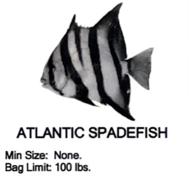 Atlantic Spadefish