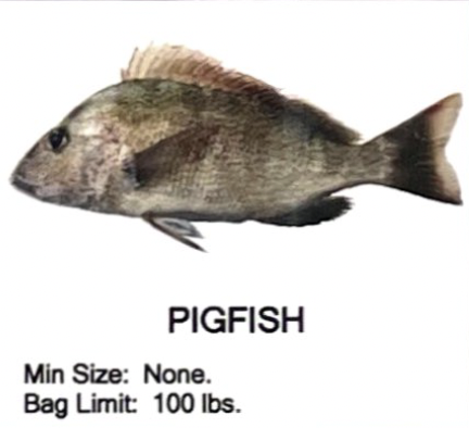 Pigfish