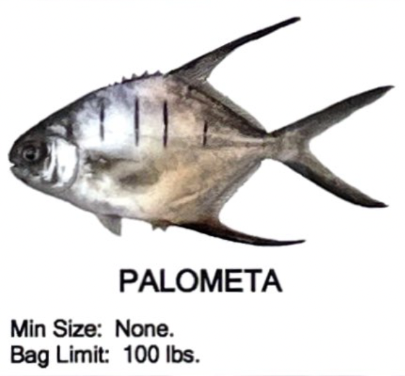 Palometa