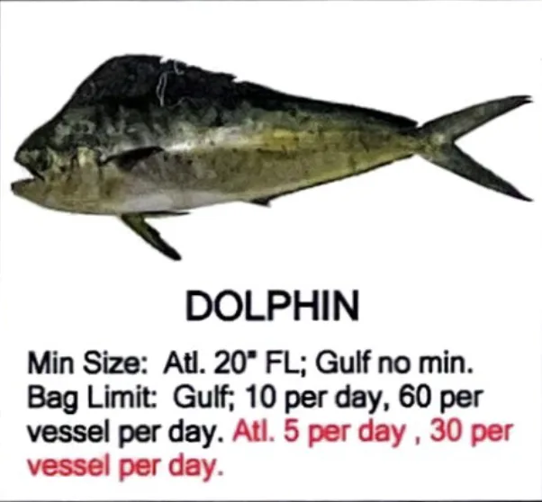 Dolphinfish