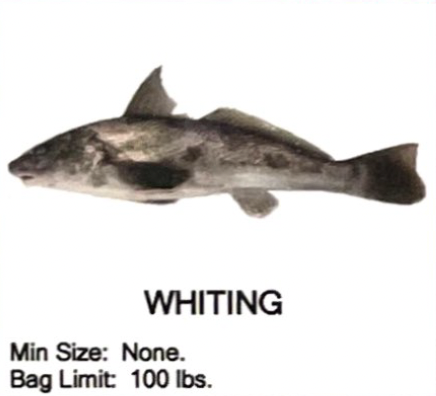 Whiting