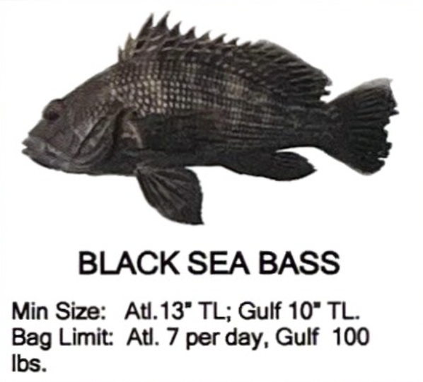 Black Sea Bass