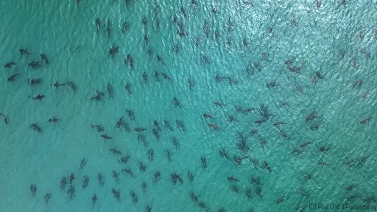 Exploring the Shark Capital of the World: Shark Fishing Tips in Tampa Bay