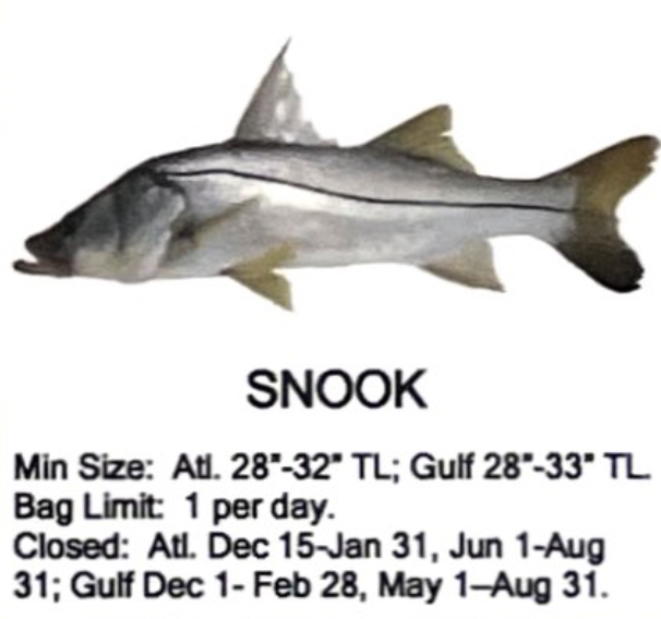 Snook