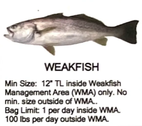 Weakfish