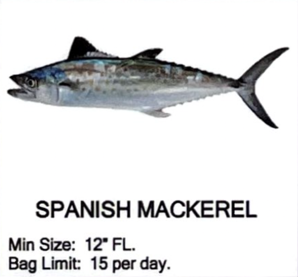 Spanish Mackerel