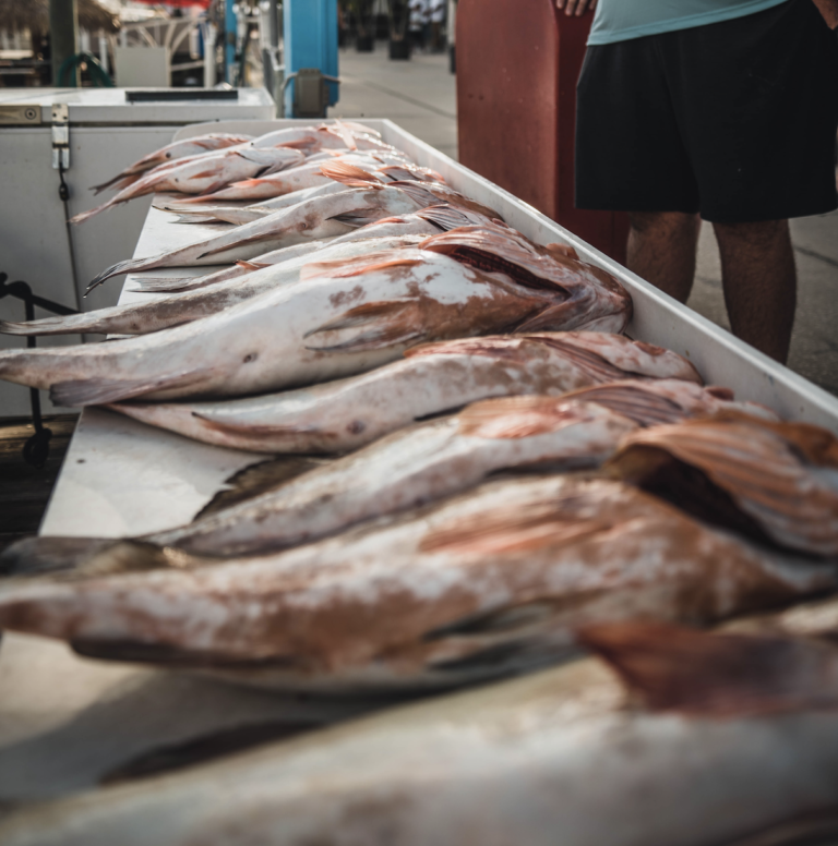 Red Grouper Fishing in Clearwater, Florida: A Popular Pastime for Anglers and Seafood Lovers