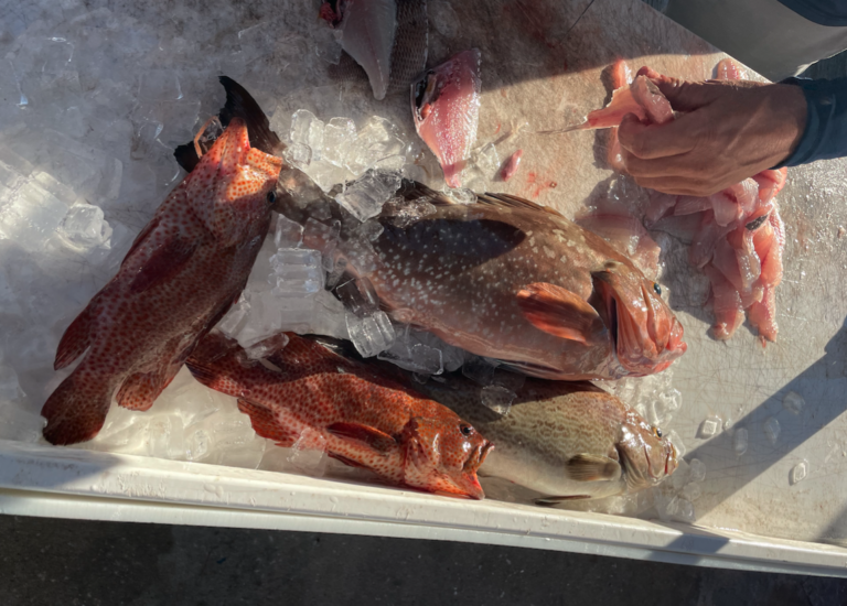 The Popularity of Grouper in Florida: A Delicious and Sustainable Seafood Choice