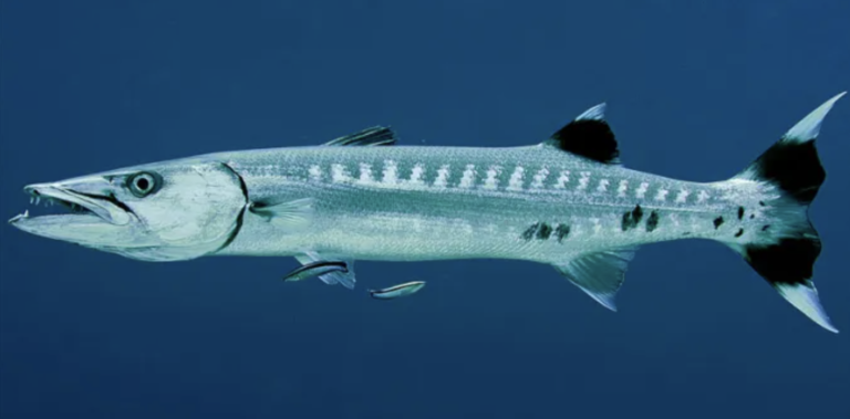 Hooking the Elusive Barracuda: A Guide to Fishing the Gulf of Mexico’s Solitary Predator