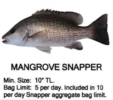 Mangrove Snapper