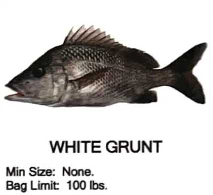 White Grunt