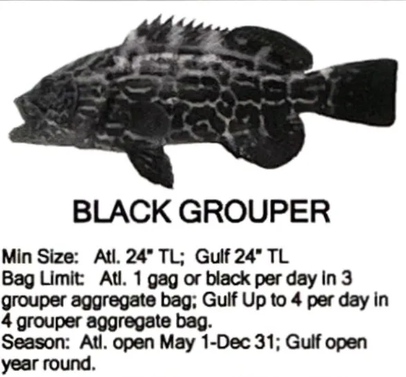 Black Grouper