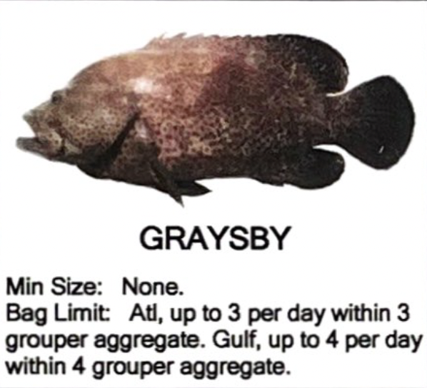 Graysby