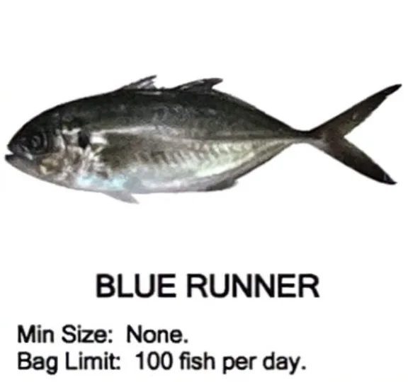 Blue Runner