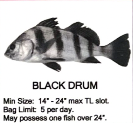 Black Drum