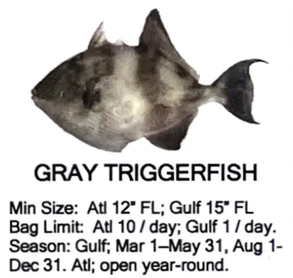 Gray Triggerfish