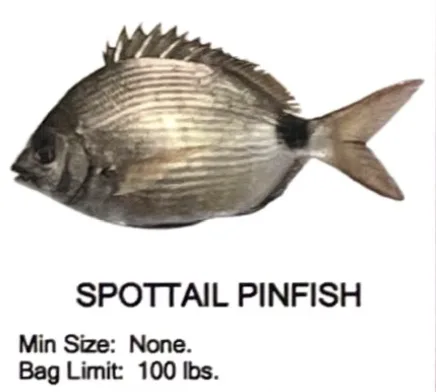 Spottail Pinfish