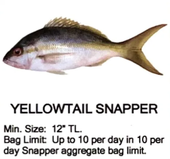 Yellowtail Snapper