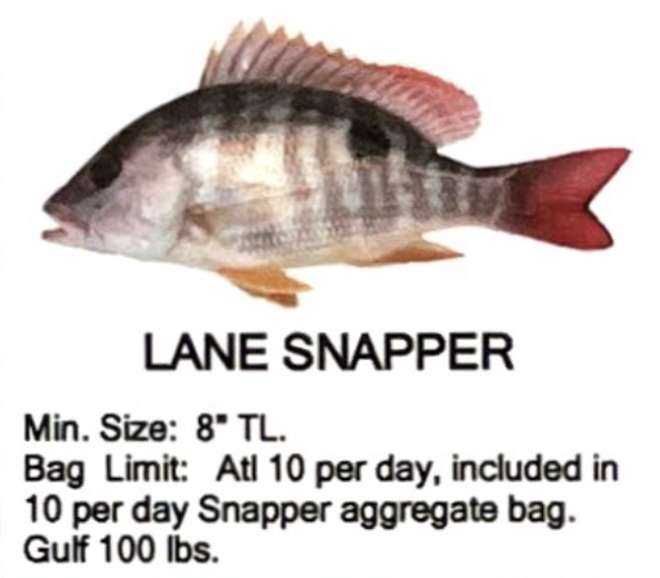 Lane Snapper