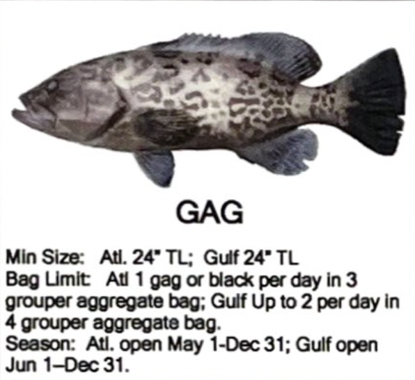 Gag Grouper