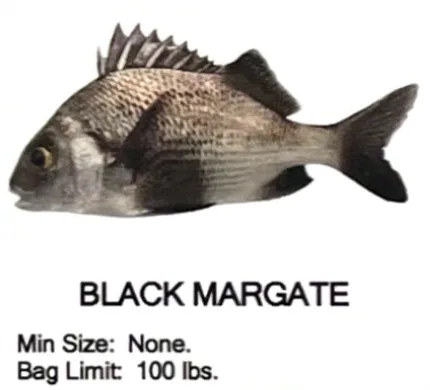 Black Margate