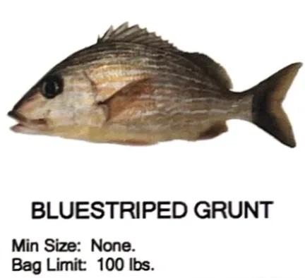 Bluestriped Grunt