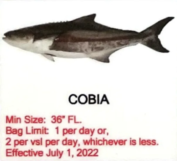 Cobia