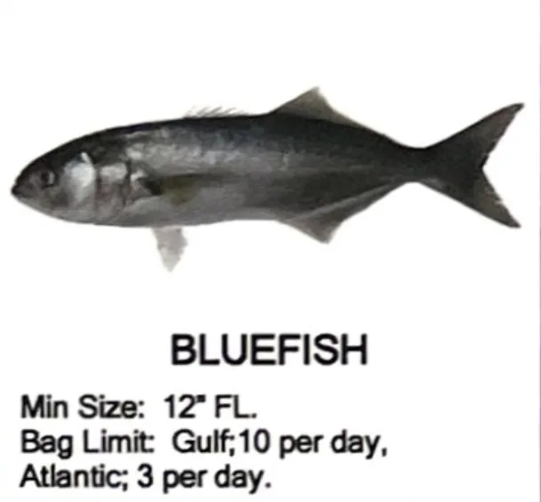 Bluefish